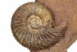 Fossil Ammonite (Parkinsonia & Oxycerites) Association - Germany #334767-1